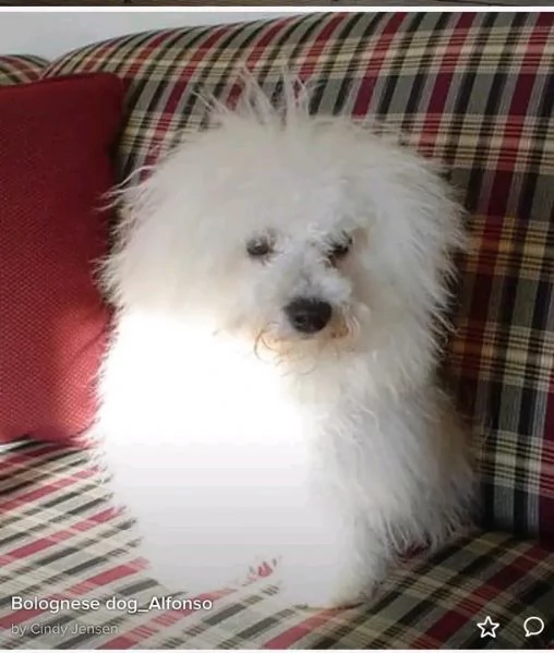 Dolce  maschio e  femminuccia di  Bolognese  | Foto 0