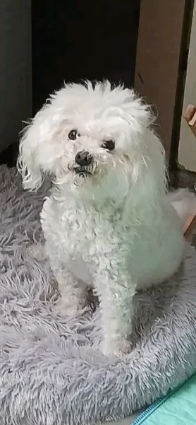 Dolce  maschio e  femminuccia di  Bolognese 