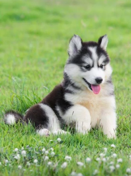Cucciolo husky  | Foto 0