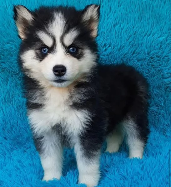 Cucciolo husky 