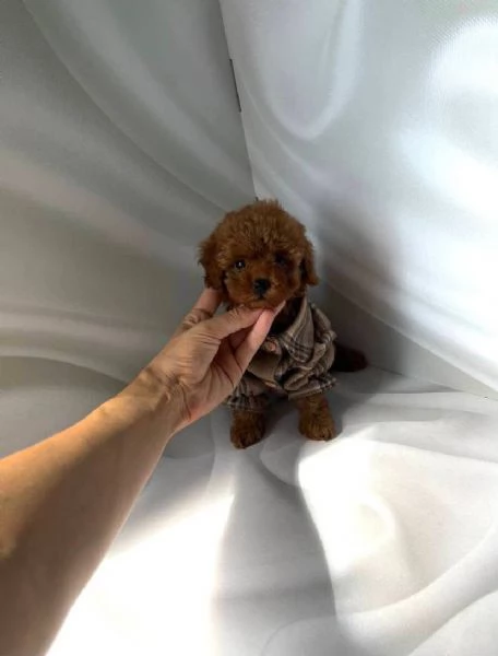 Dolce  maschio e  femminuccia di  Barboncino toy | Foto 0