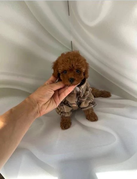 Dolce  maschio e  femminuccia di  Barboncino toy