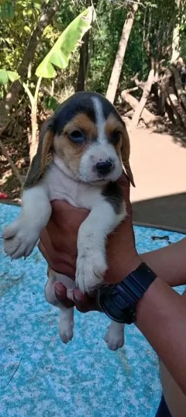 Disponibili Beagle di razza pura maschio e femmina | Foto 0