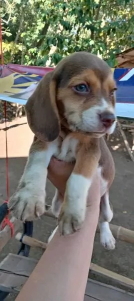 Disponibili Beagle di razza pura maschio e femmina