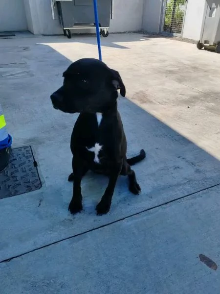 Disponibili Cane Corso di razza pura maschio e femmina | Foto 0