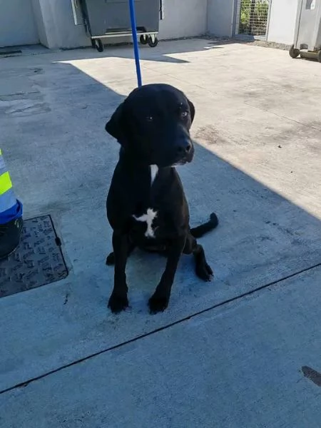 Disponibili Cane Corso di razza pura maschio e femmina