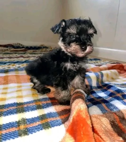 Disponibili Schnauzer di razza pura maschio e femmina | Foto 0