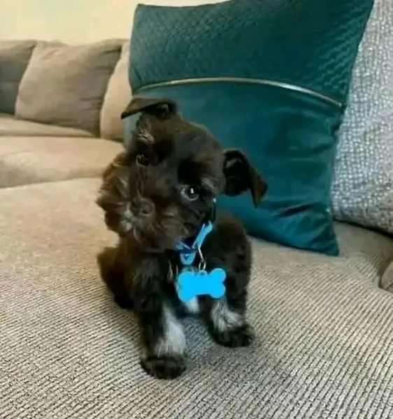 Disponibili Schnauzer di razza pura maschio e femmina