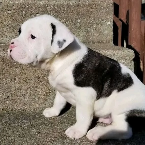 Disponibili Shih Tzu di razza pura maschio e femmina | Foto 1