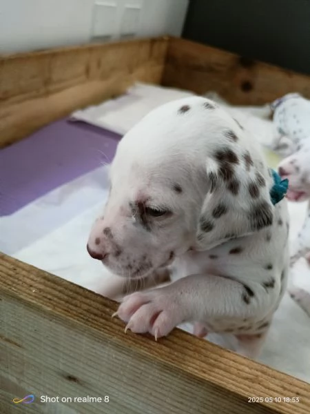 Cuccioli Dalmata 