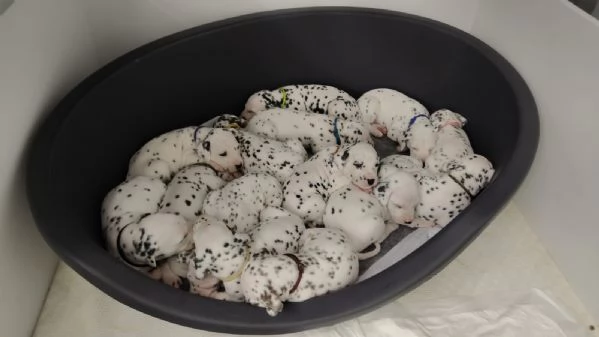 Cuccioli Dalmata  | Foto 6