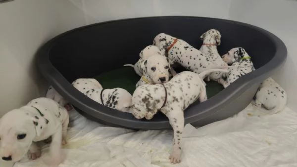 Cuccioli Dalmata  | Foto 5