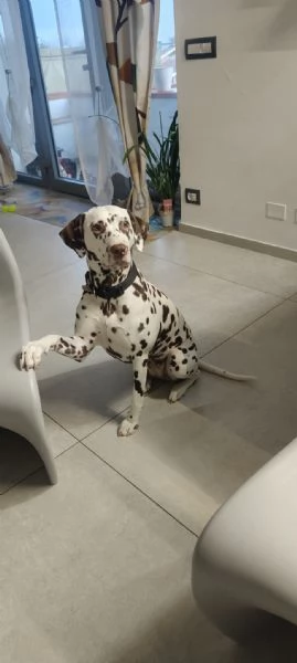 Cuccioli Dalmata  | Foto 4