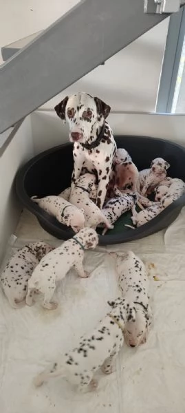 Cuccioli Dalmata  | Foto 3