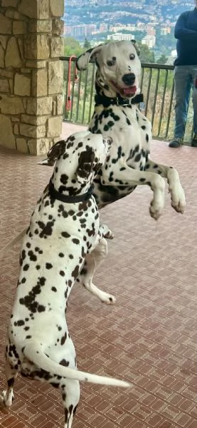 Cuccioli Dalmata  | Foto 2