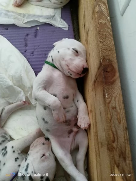 Cuccioli Dalmata  | Foto 1