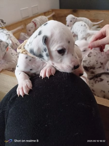 Cuccioli Dalmata  | Foto 0