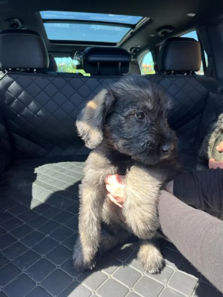 Vendita cuccioli Schnauzer 
