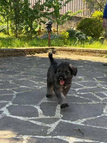Vendita cuccioli Schnauzer  | Foto 4