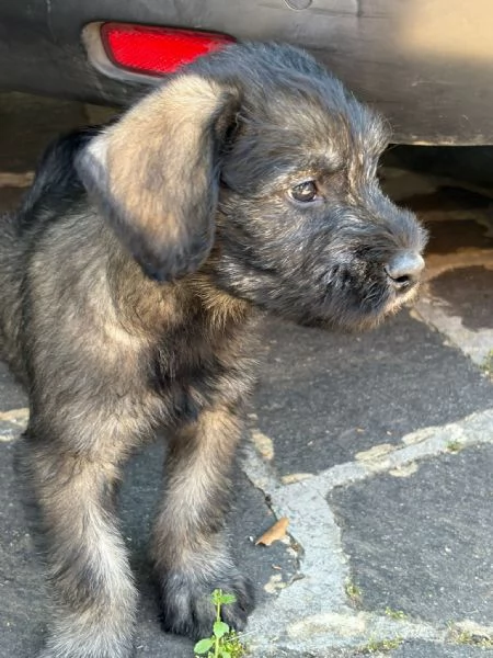Vendita cuccioli Schnauzer  | Foto 3