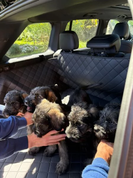 Vendita cuccioli Schnauzer  | Foto 2