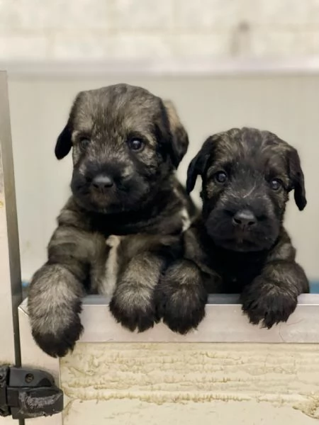 Vendita cuccioli Schnauzer  | Foto 1