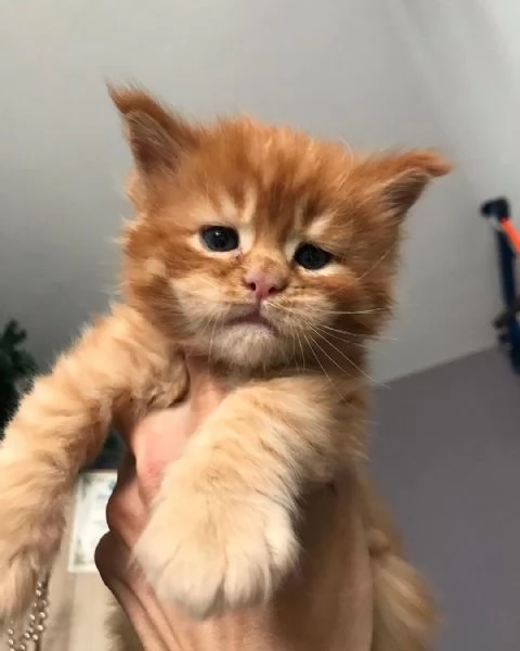 Gatti Mainecoon sani