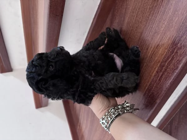  Barboncino toy  | Foto 1