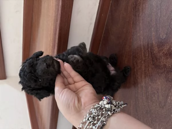  Barboncino toy  | Foto 0