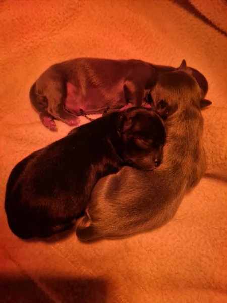 3 cuccioli di Chihuahua 