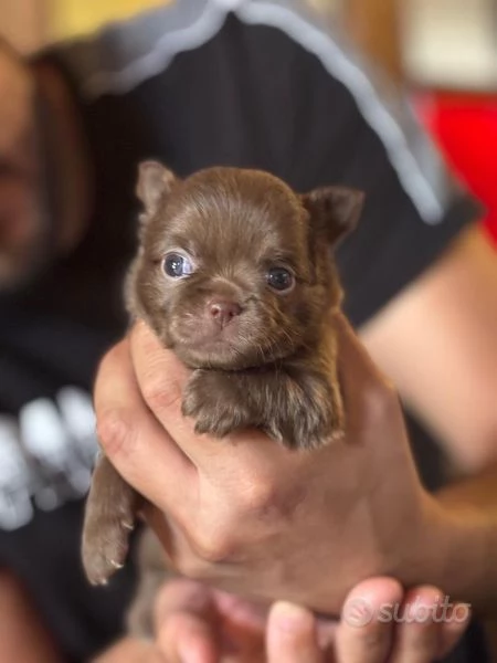 Cucciole di Chihuahua in vendita  | Foto 3