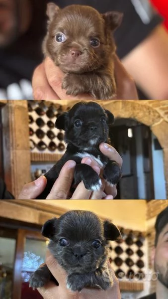 Cucciole di Chihuahua in vendita  | Foto 2