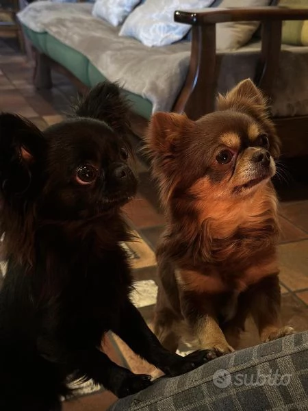 Cucciole di Chihuahua in vendita  | Foto 0