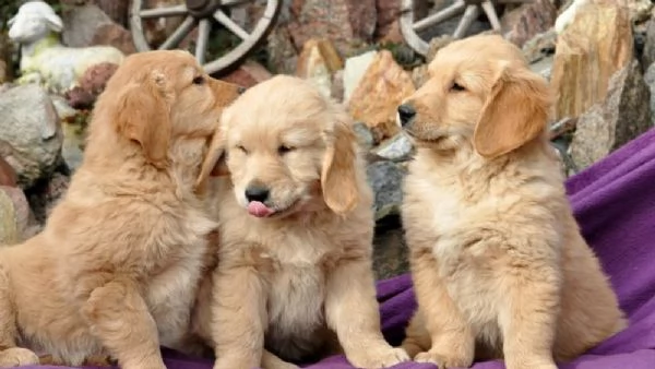 Cuccioli di Golden Retriver in vendita