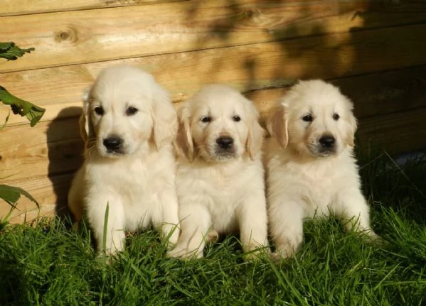 Cuccioli di Golden Retriever adorabili e carini.