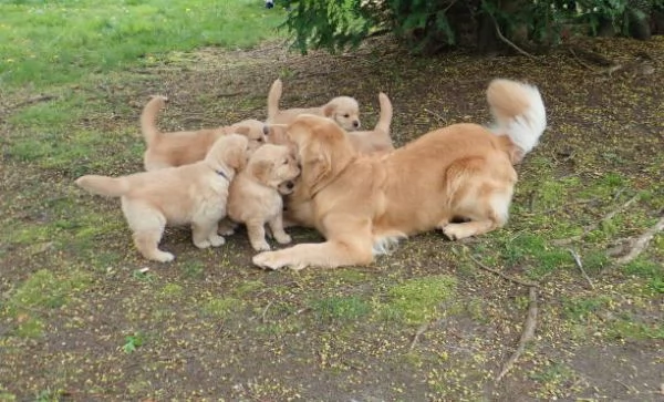 Cuccioli di Golden Retriever adorabili e carini. | Foto 0