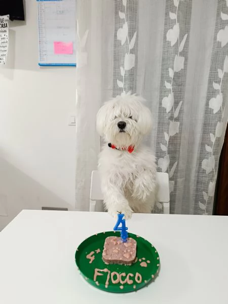 Cucciolo di Maltese  | Foto 4