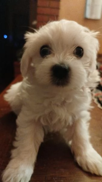 Cucciolo di Maltese 