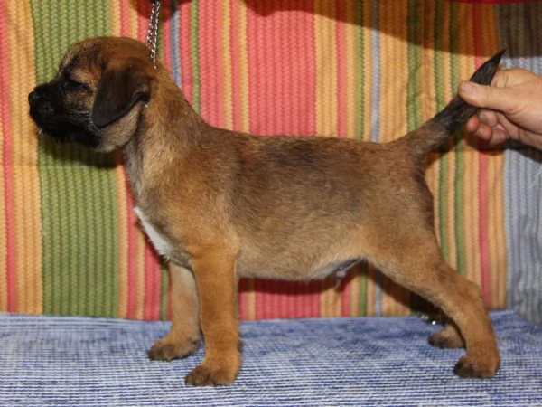 Border terrier cuccioli