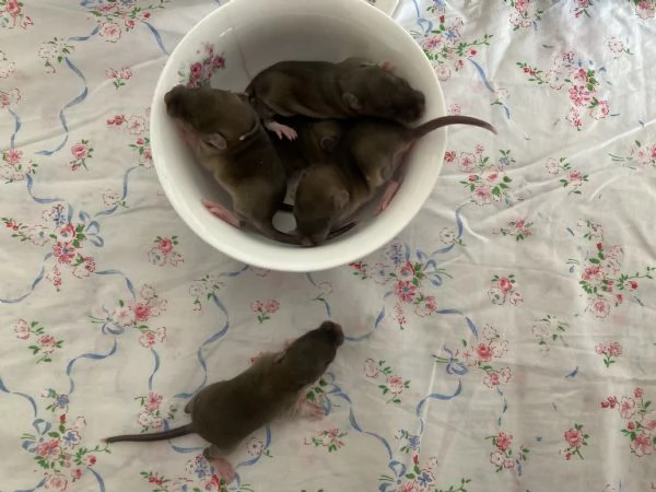 Ratto domestico