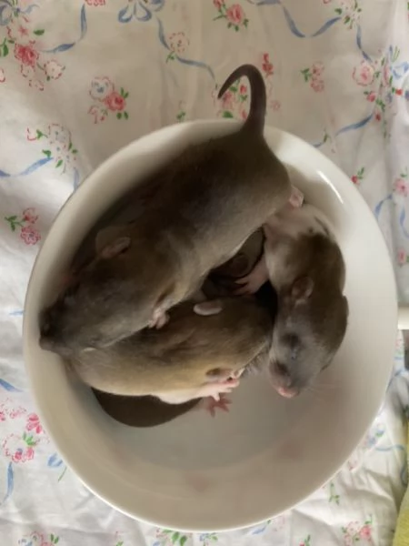 Ratto domestico | Foto 2