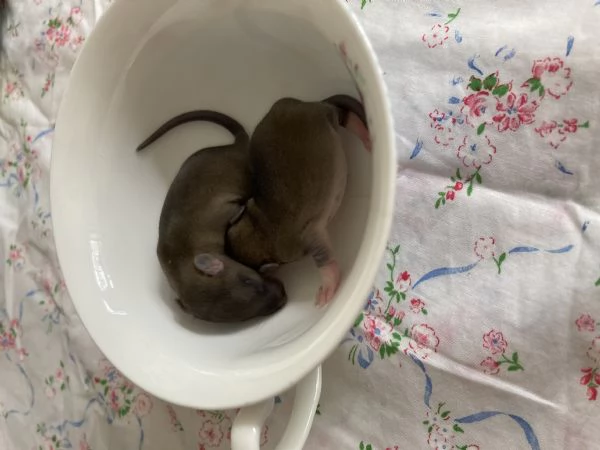 Ratto domestico | Foto 0