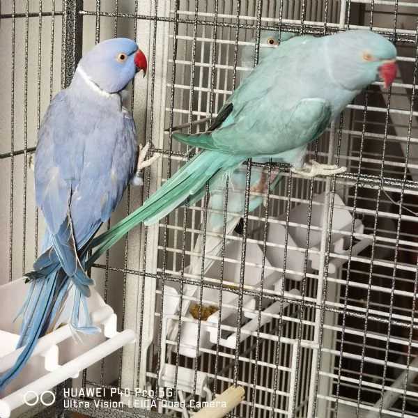 PARROCCHETTO DAL COLLARE  | Foto 0