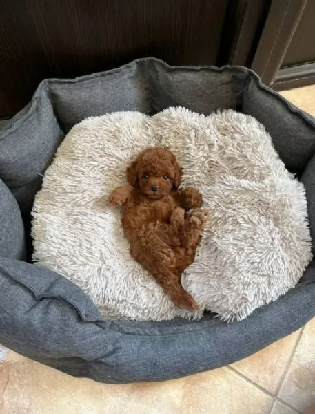 Regalo Cucciolo Barboncino mini toy …… | Foto 0