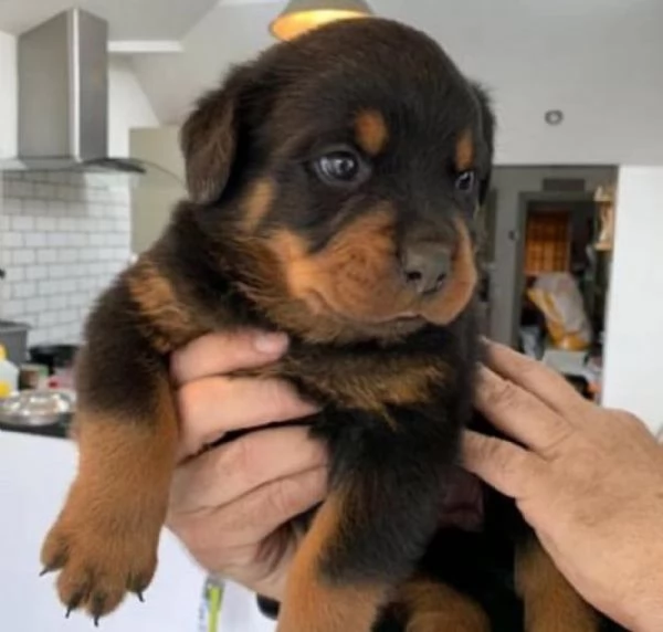REGALO ROTTWEILER