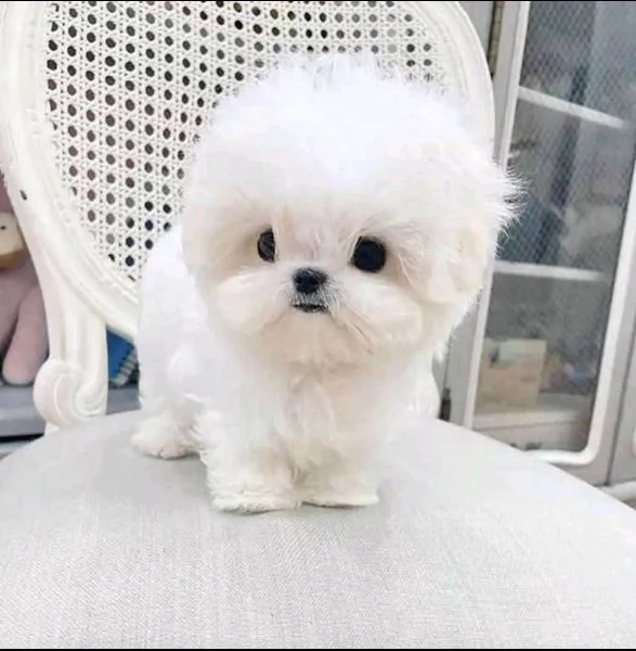 REGALO MALTESE TOY DISPONIBILI maschio r femmina | Foto 0