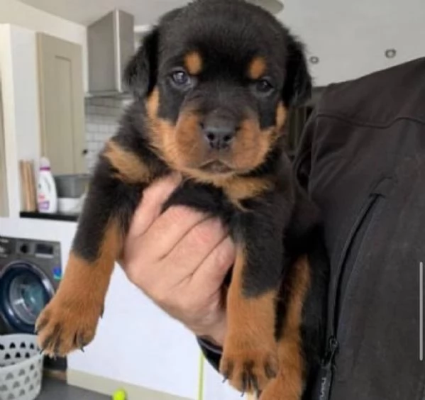 REGALO ROTTWEILER@ | Foto 0