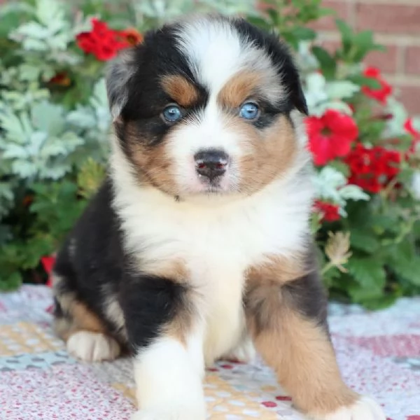 REGALO PASTOR AUSTRALIANO@ | Foto 0