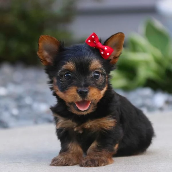 REGALO YORKSHIRE | Foto 0