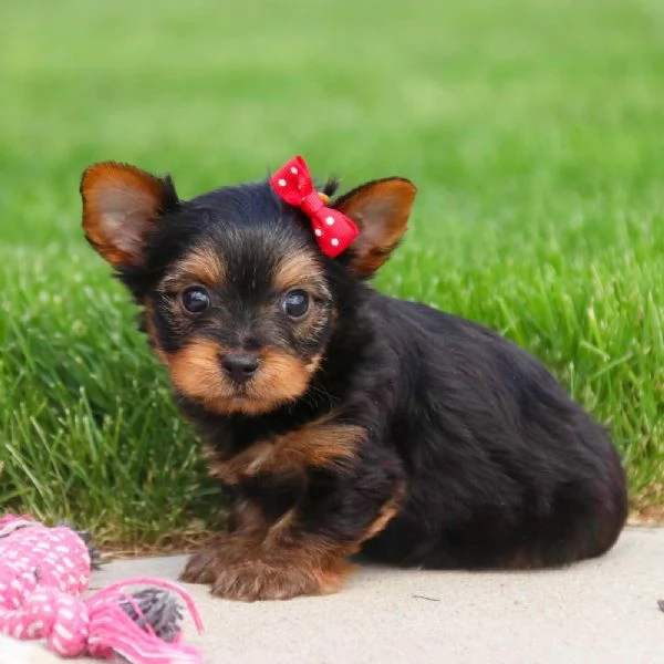 REGALO YORKSHIRE @ | Foto 0